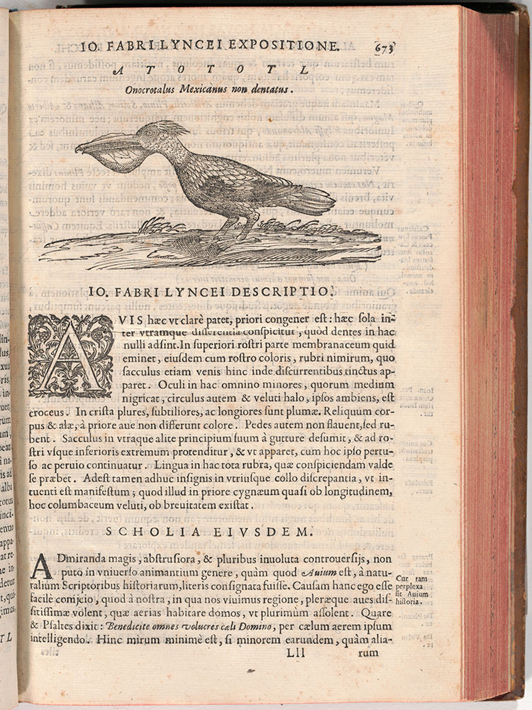 Rerum medicarum Novae Hispaniae thesaurus seu plantarum animalium mineralium Mexicanorum historia