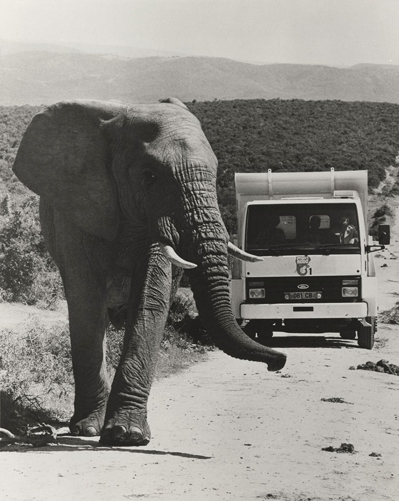 Elephant and Ford Truck