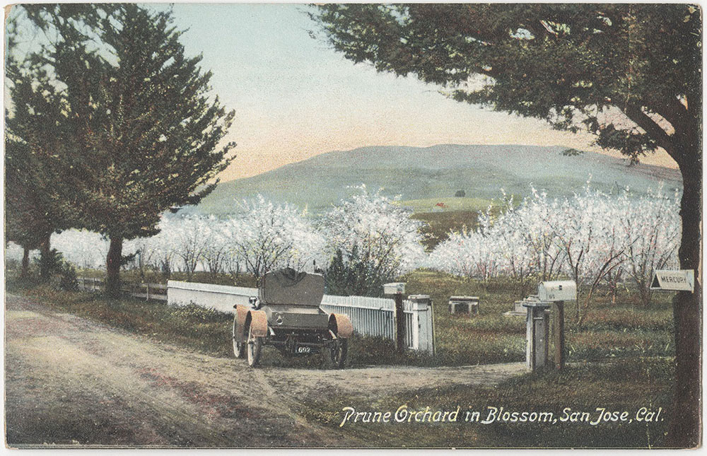 Prune Orchard in Blossom, San Jose, California