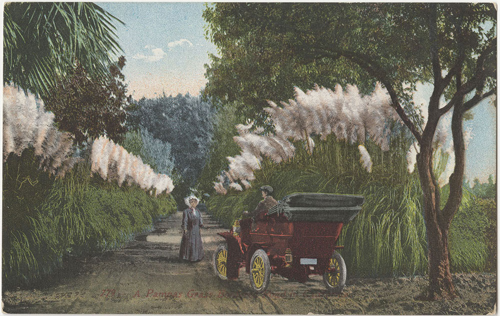 Pampas Grass Road in California