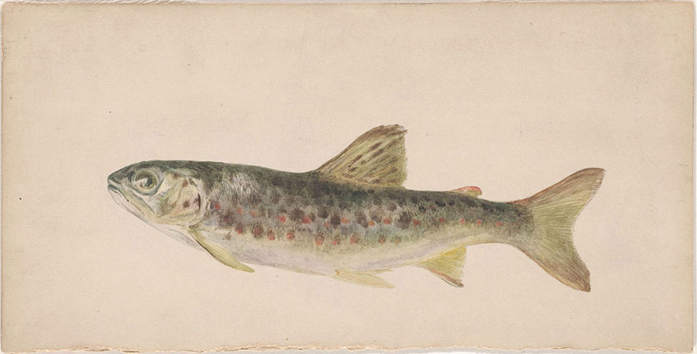 Watercolor of a trout