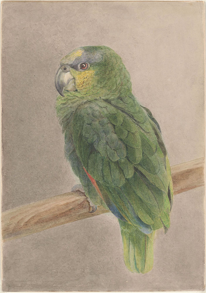 Watercolor of a parrot