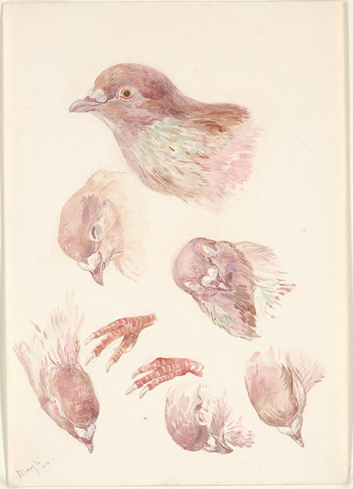 Paintings of a Bird