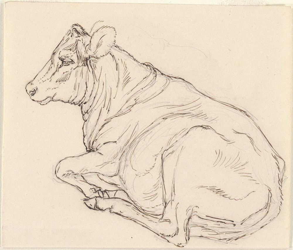 Pen and ink and pencil sketch of a cow, reclining