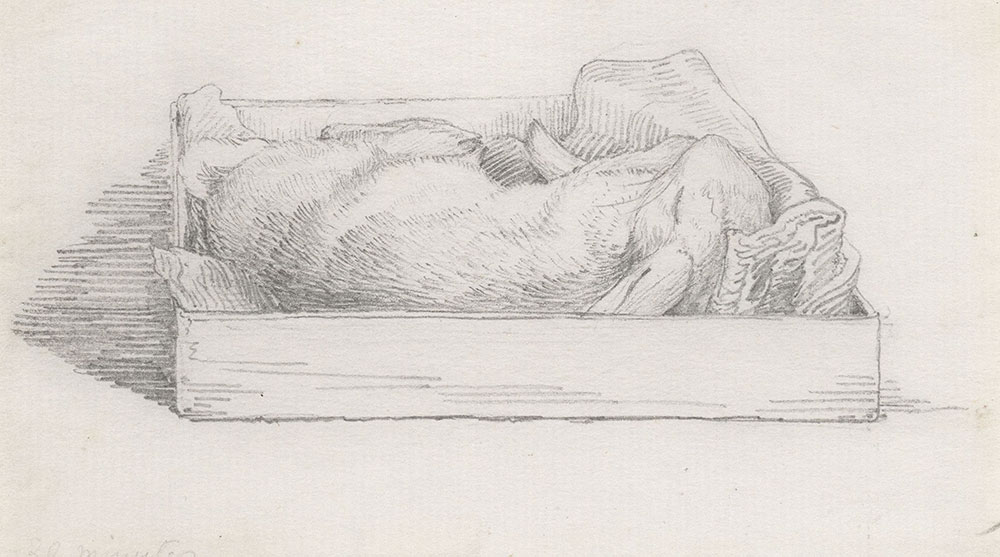 Drawing of rabbit asleep in a box