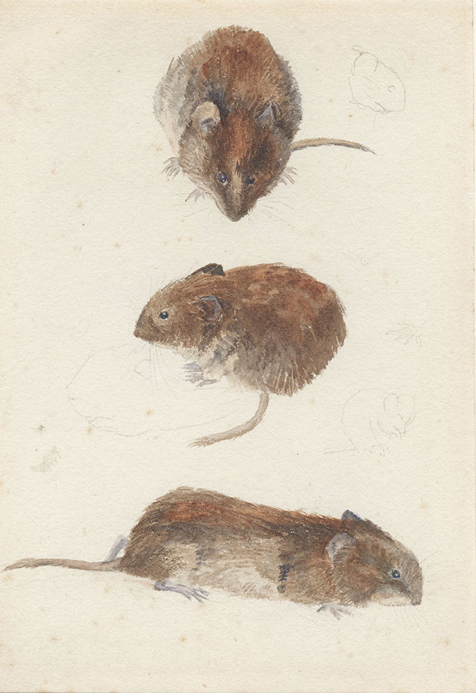 Studies of a mouse