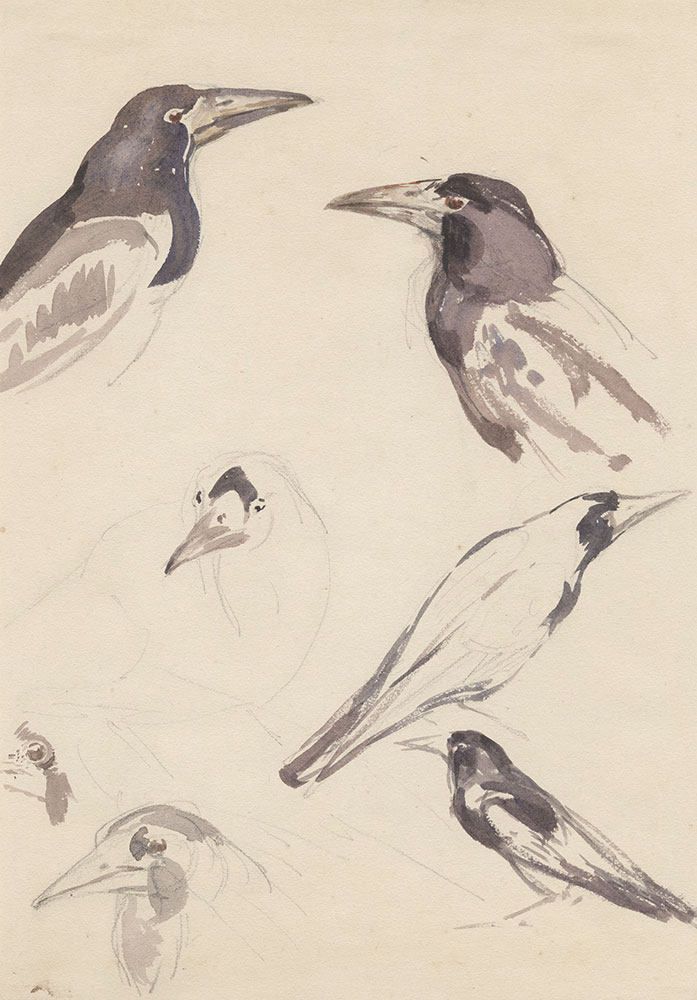 Pencil and watercolor studies of crows