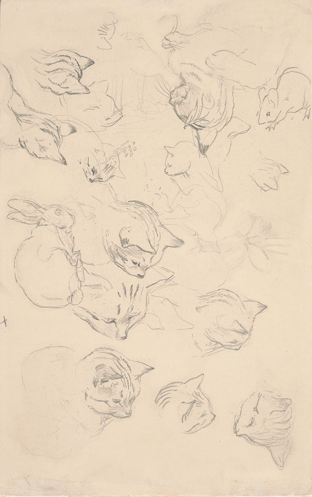 Studies of cats, rabbits, and a mouse
