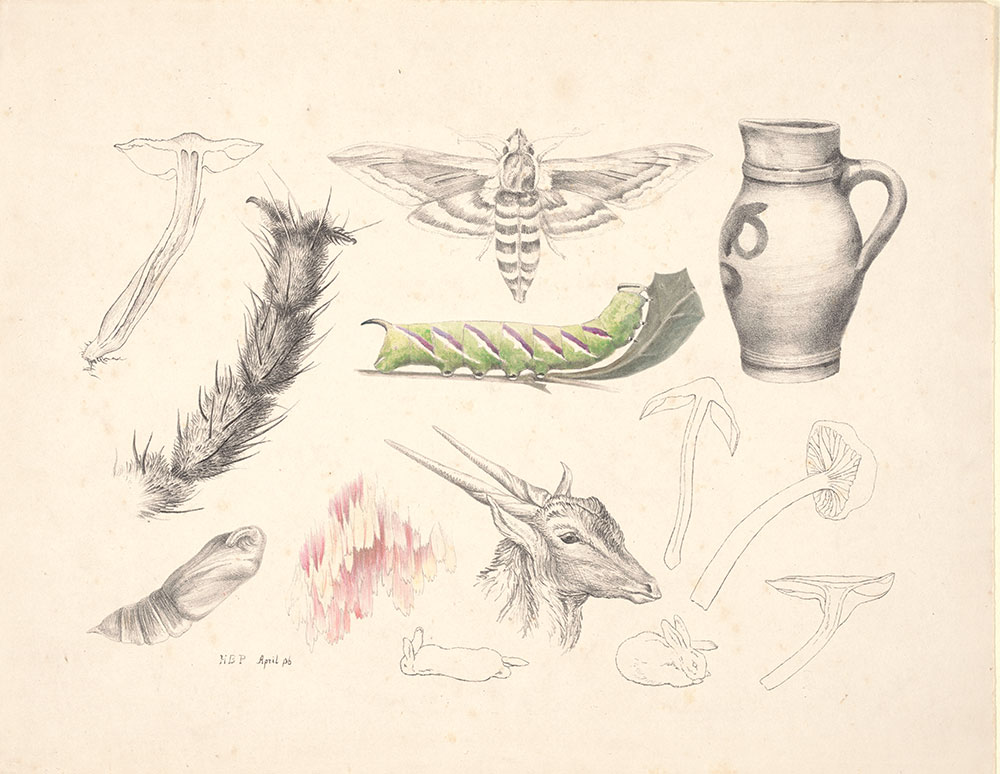 Hand-colored lithograph of fungi, magnified leg of insect, moth, caterpillar, jug, chrysalis, magnified wing scales, rabbits, and antelope's head