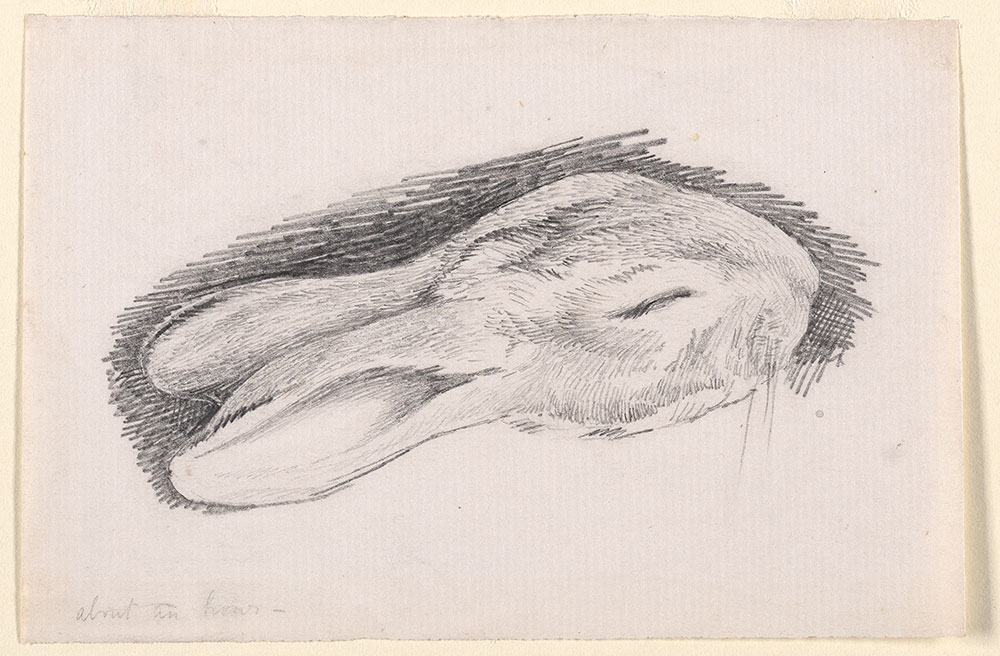 Pencil sketch of the head of a sleeping rabbit