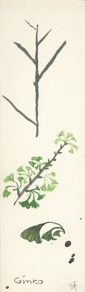 Sketch of gingko, for Life Story