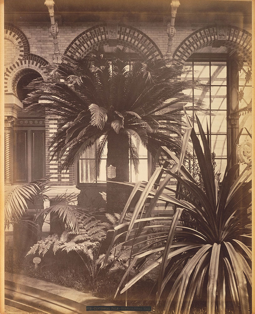 Centennial palm-Horticultural Hall