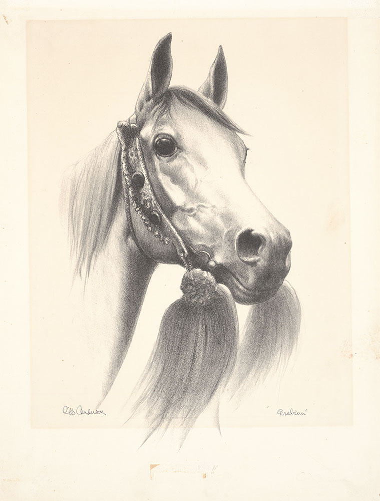 Anderson - Complete Book of Horses and Horsemanship