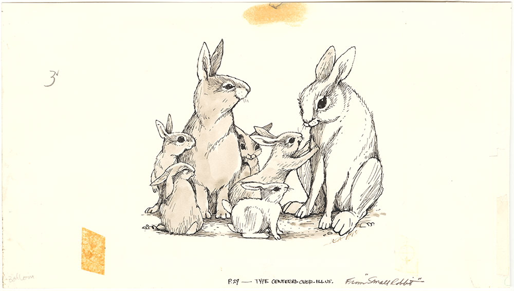 Arnosky - Small Rabbit - Page 29