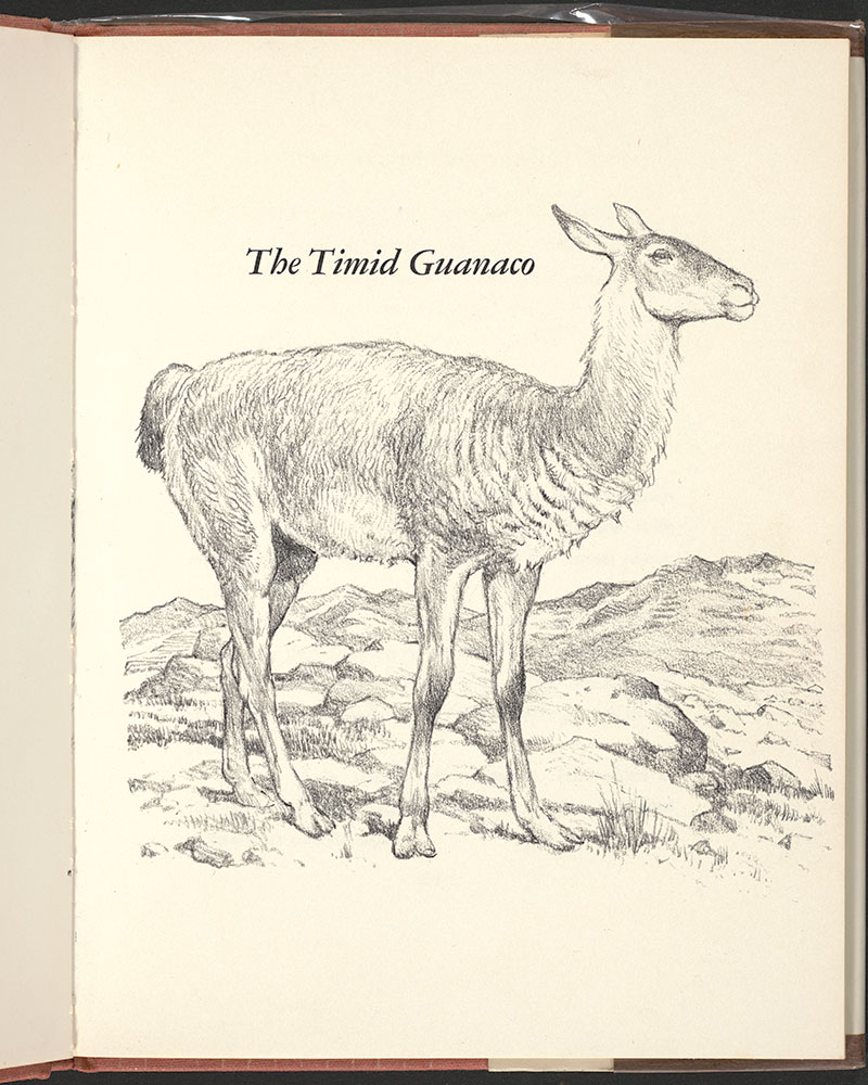 Bjorklund - The Timid Guanaco. [p. 15.]