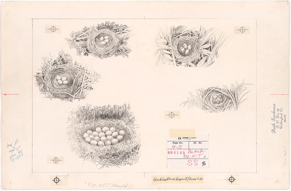 Sanderson - Five Nests - Pages 4 - 5