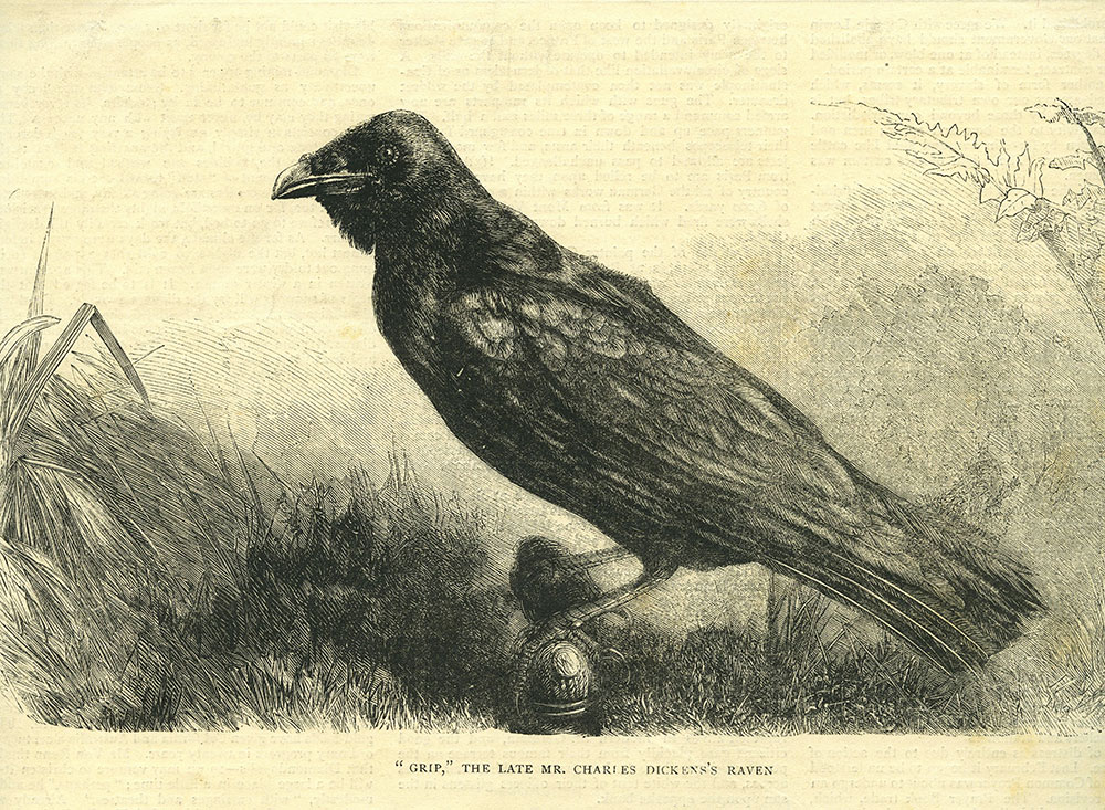 Grip - Dickens' Raven