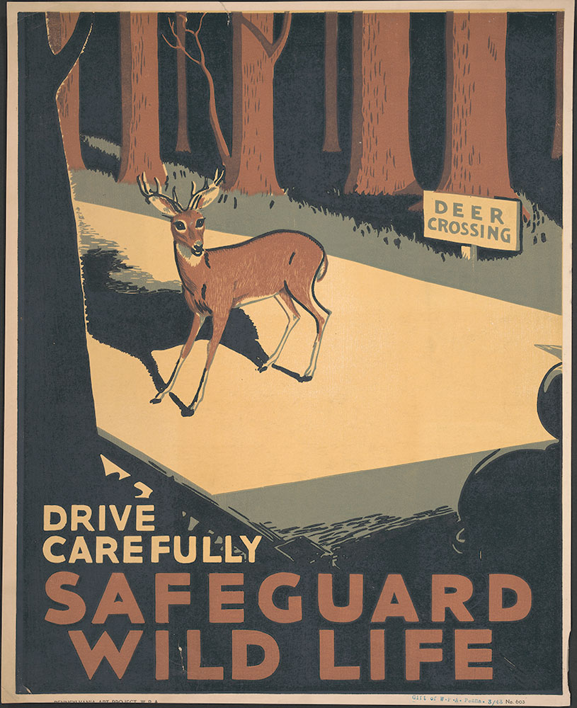 Drive Carefully Safeguard Wild Life
