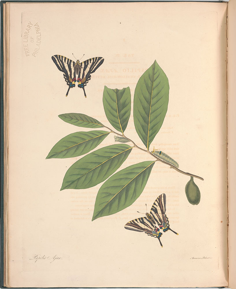 The natural history of the rarer lepidopterous insects of Georgia : Including their systematic characters, the particulars of their several metamorphoses, and the plants on which they feed. Collected from the observation of Mr. John Abbot...