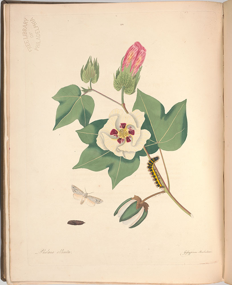 The natural history of the rarer lepidopterous insects of Georgia : including their systematic characters, the particulars of their several metamorphoses, and the plants on which they feed. Collected from the observation of Mr. John Abbot...