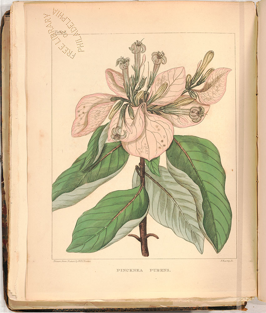 A flora of North America. Illustrated by coloured figures, drawn from nature