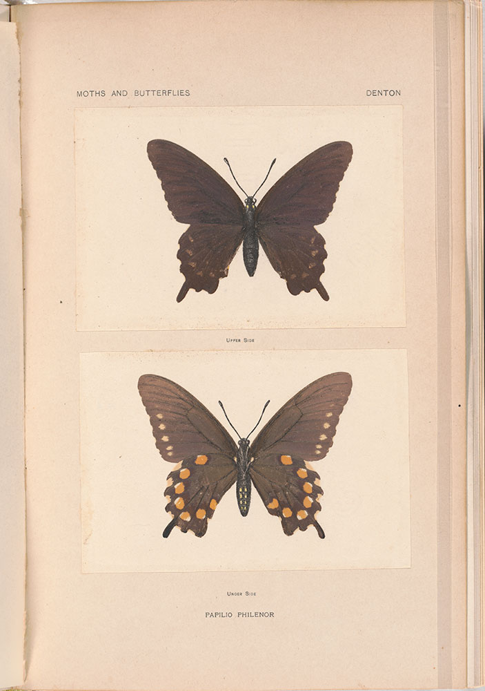 As nature shows them; moths and butterflies of the United States, east of the Rocky mountains. With over 400 photographic illustrations in the text and many transfers of species from life