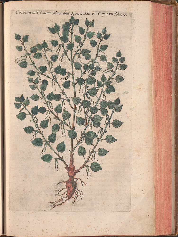 Rerum medicarum Novae Hispaniae thesaurus seu plantarum animalium mineralium Mexicanorum historia