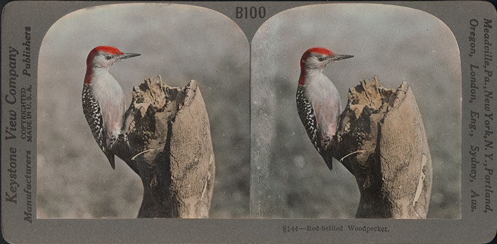 Stereoscope Card-Red Bellied Woodpecker