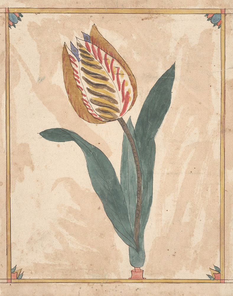 Drawing (Tulip)