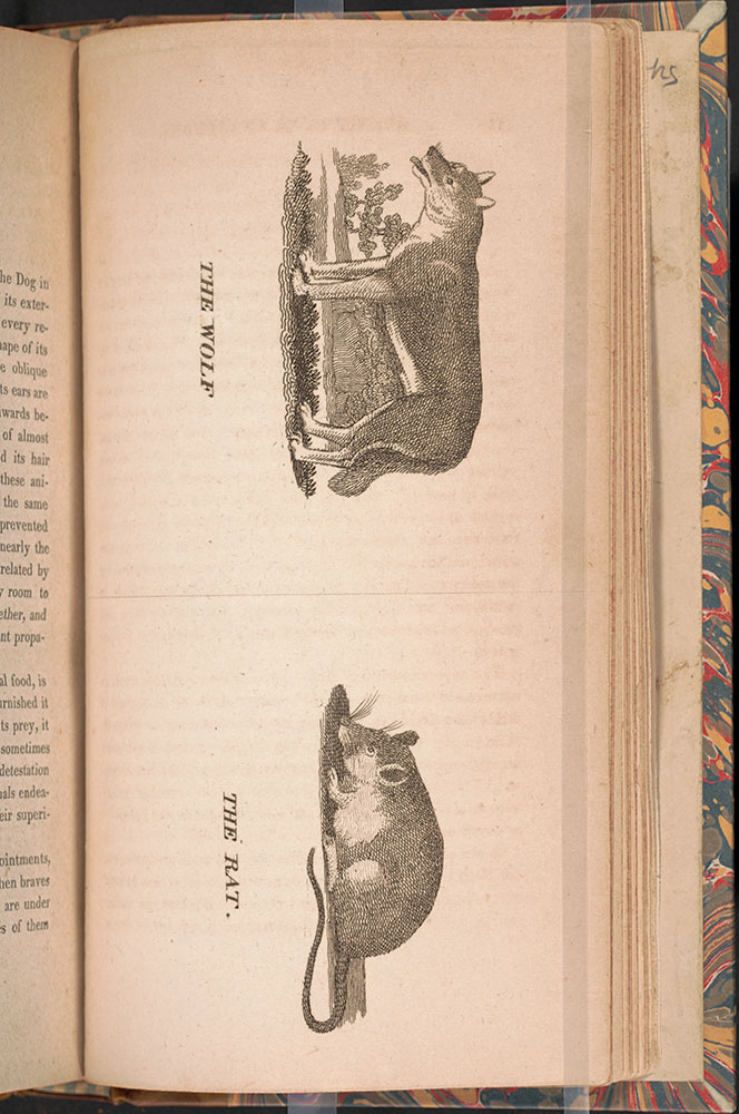 A general history of birds and quadrupeds : with 128 engravings