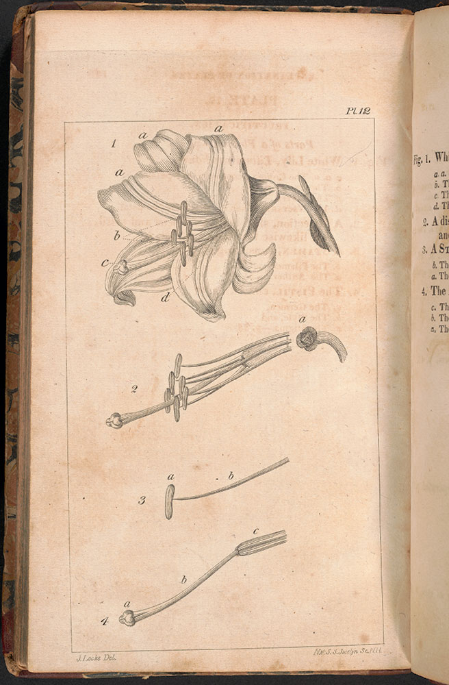 Outlines of botany : taken chiefly from Smith's Introduction; containing an explanation of botanical terms and an illustration of the system of Linnæus : also some account of natural orders, and the anatomy and physiology of vegetables