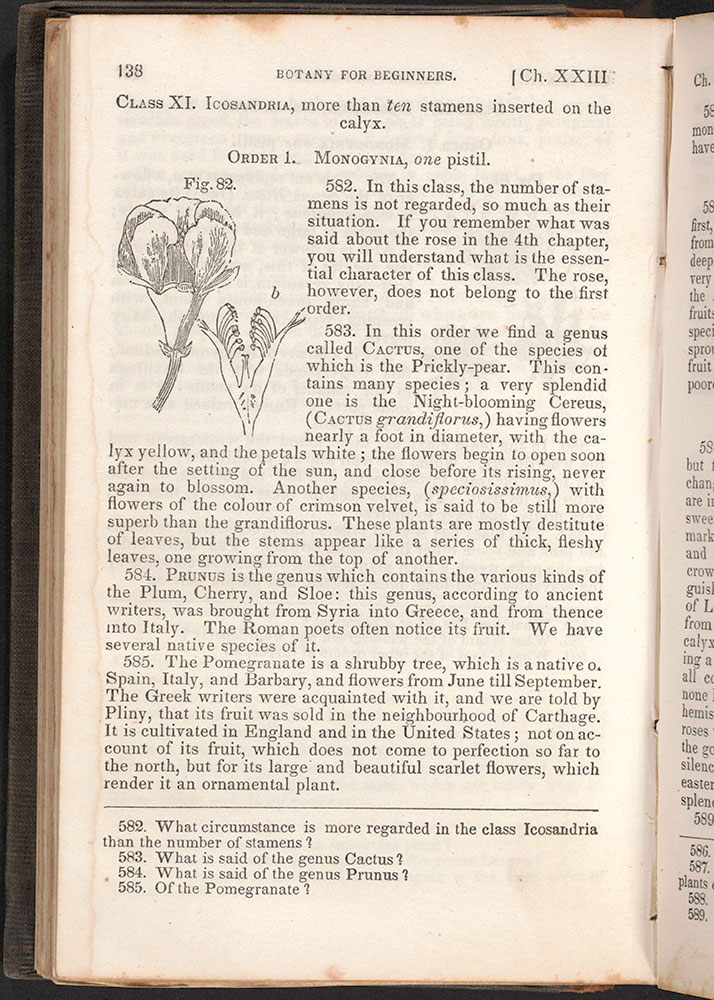 Botany for beginners : an introduction to Mrs. Lincoln's Lectures on botany : for use of common schools and the younger pupils of higher schools and academies