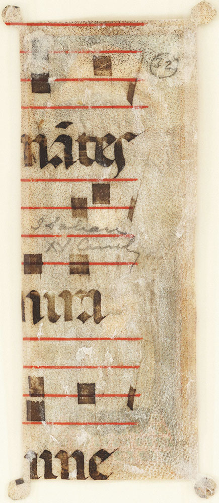 [Medieval Music Manuscript Fragment]