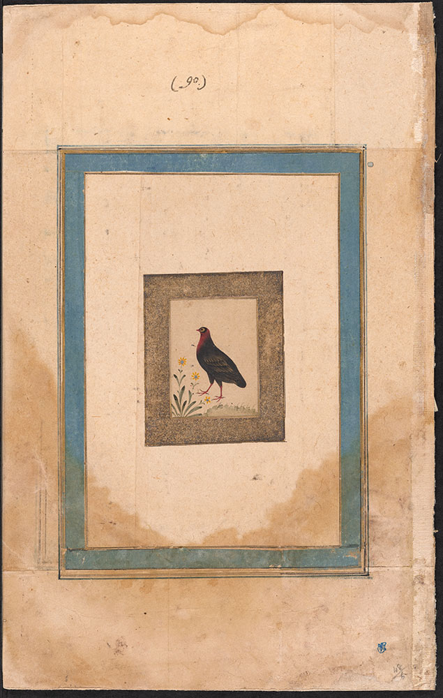 Painting of a Unidentified Partridge