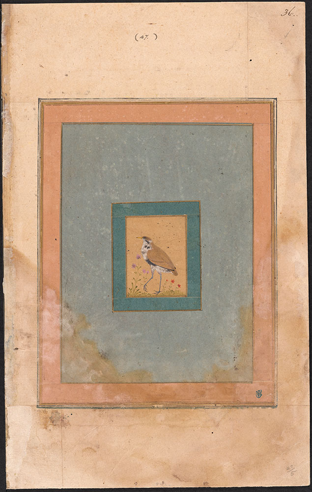 Painting of an Unidentified Tan and White Bird