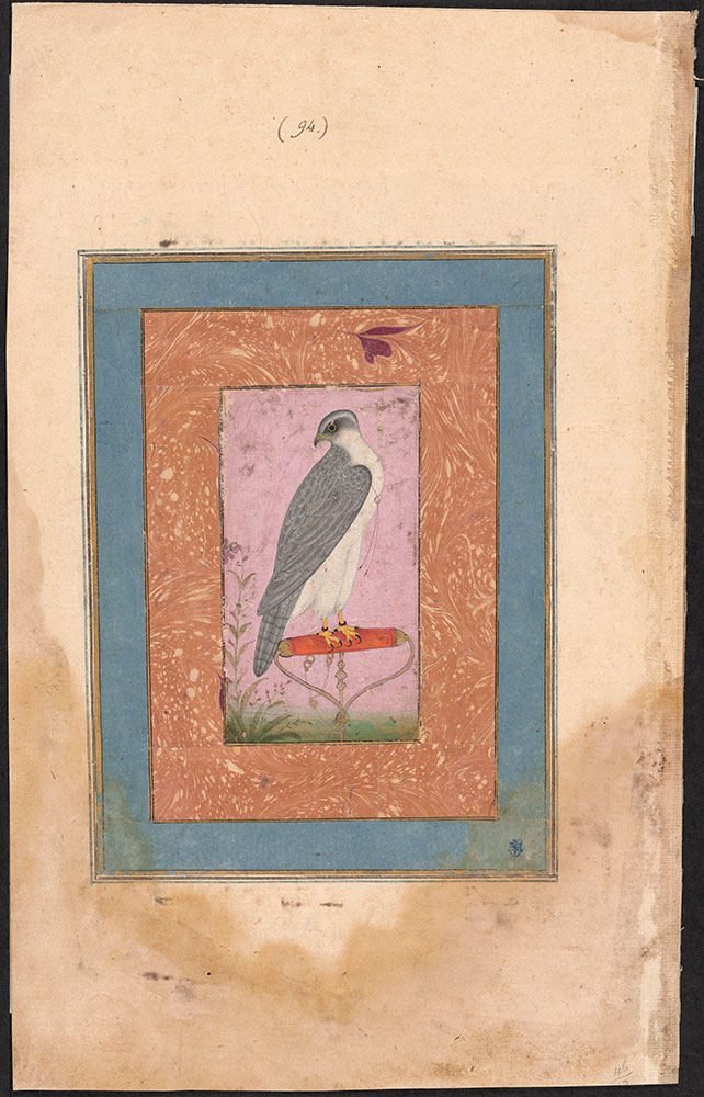 Painting of an Unidentified Hawk in Jesses