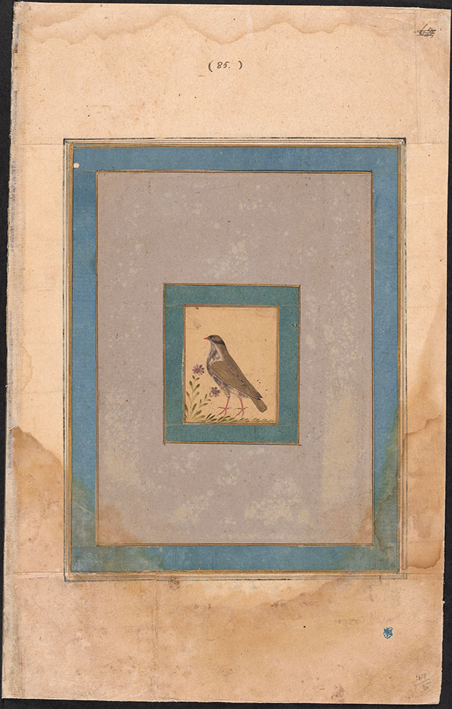 Painting of an Unidentified Gold Bird Standing