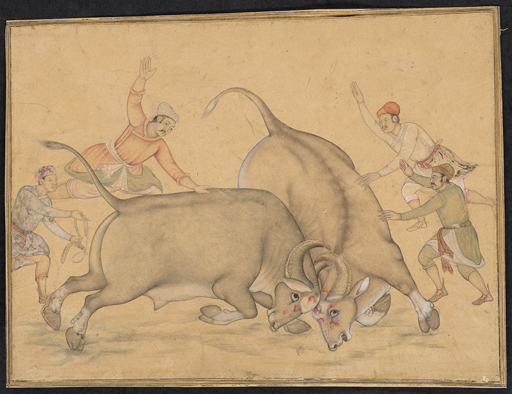 Drawing of Two Bulls Fighting