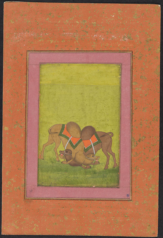 Painting of Two Camels Fighting
