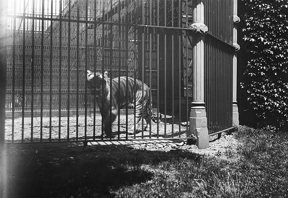 Tiger, Philadelphia Zoo