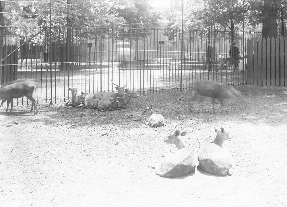 Deer, Philadelphia Zoo