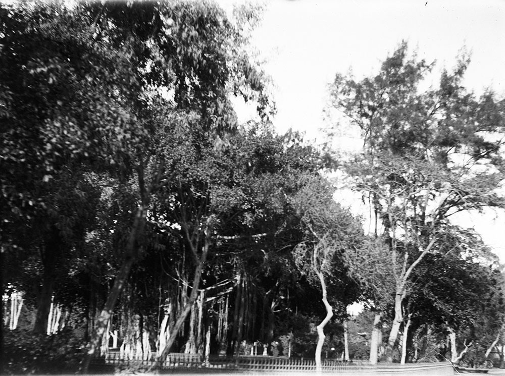 Banyan Trees, El Ezbekiyeh