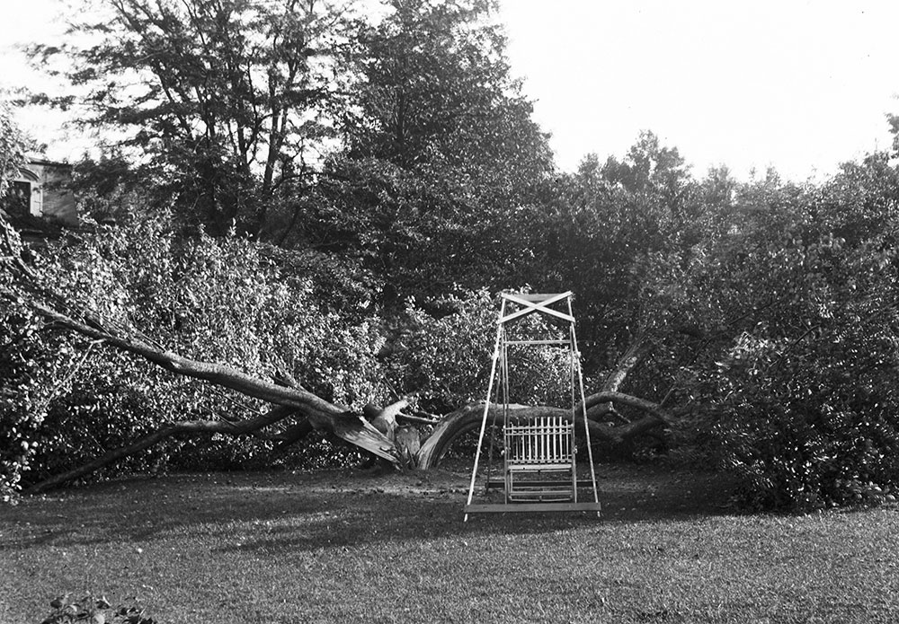 The Ferns, big apple tree blown over