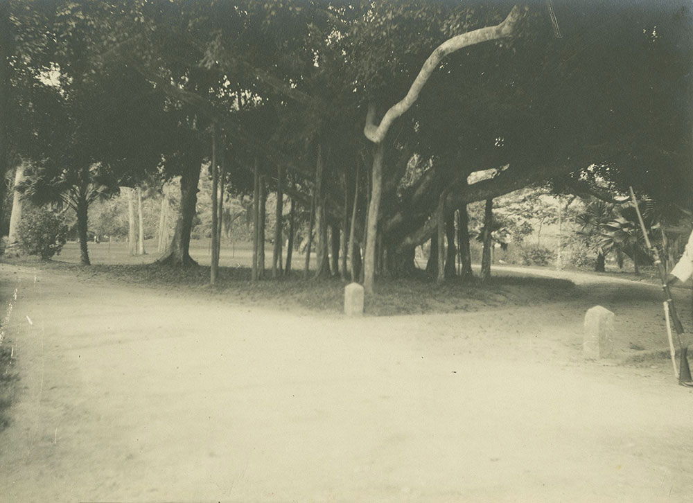 Banyan Tree, Botanical Gardens, Port of Spain, Trinidad