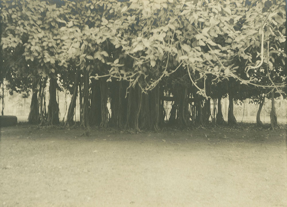 Banyan Tree, Parade Garden, Kingston, Jamaica