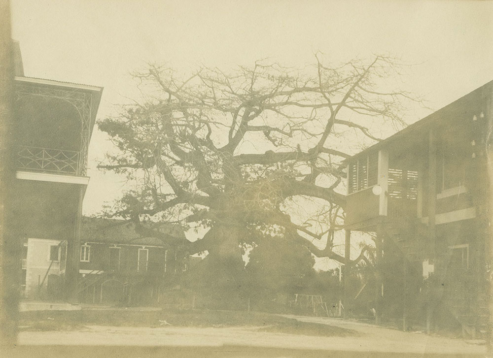 Old Cottonwood Tree, Nassau, Bahamas