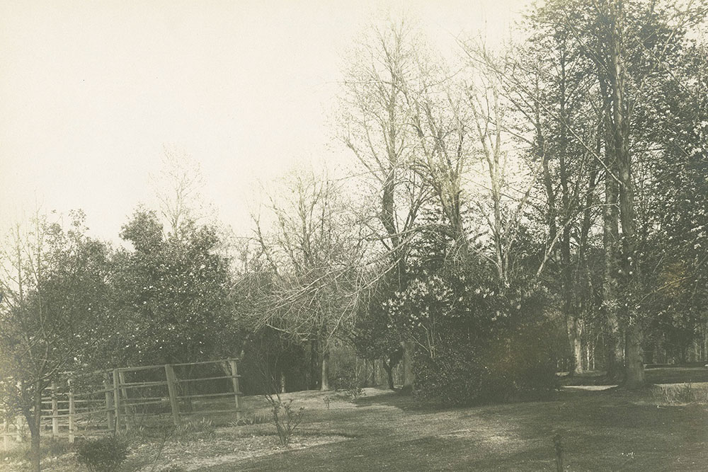 Country Scene with Trees and Fence