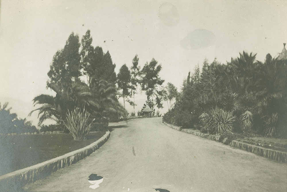 Road with Palm Trees