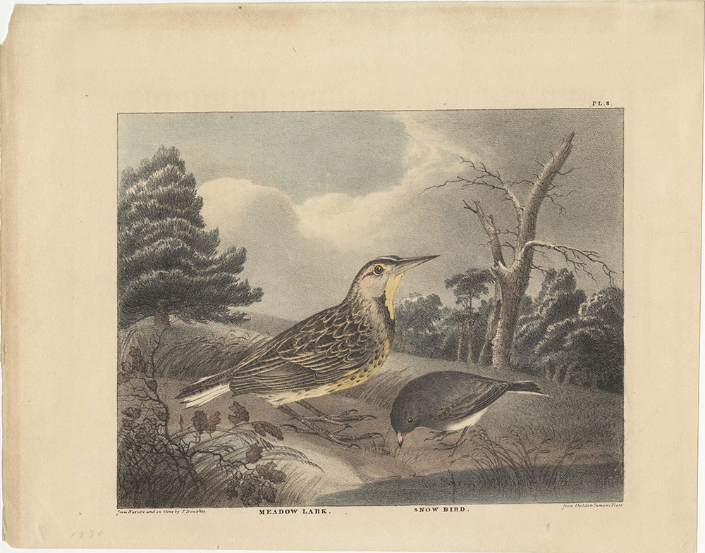 Meadow Lark and Snow Bird