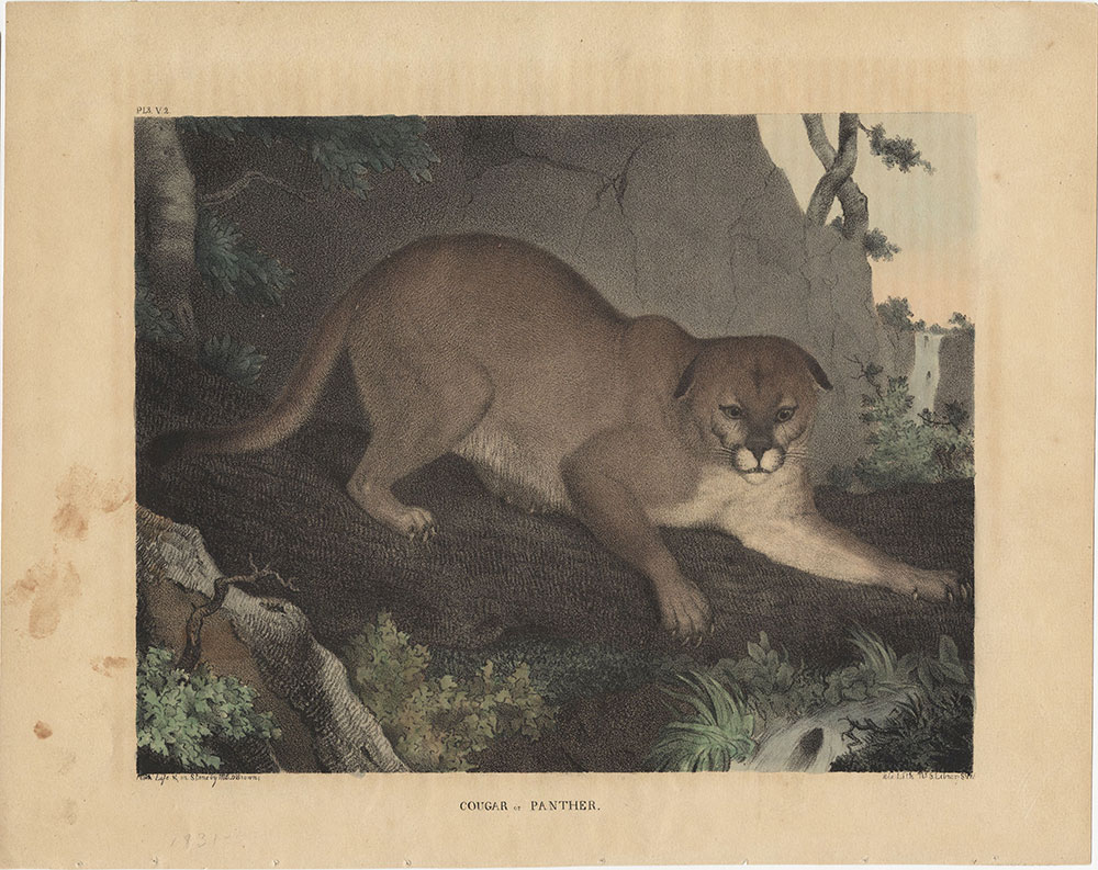 Cougar or Panther